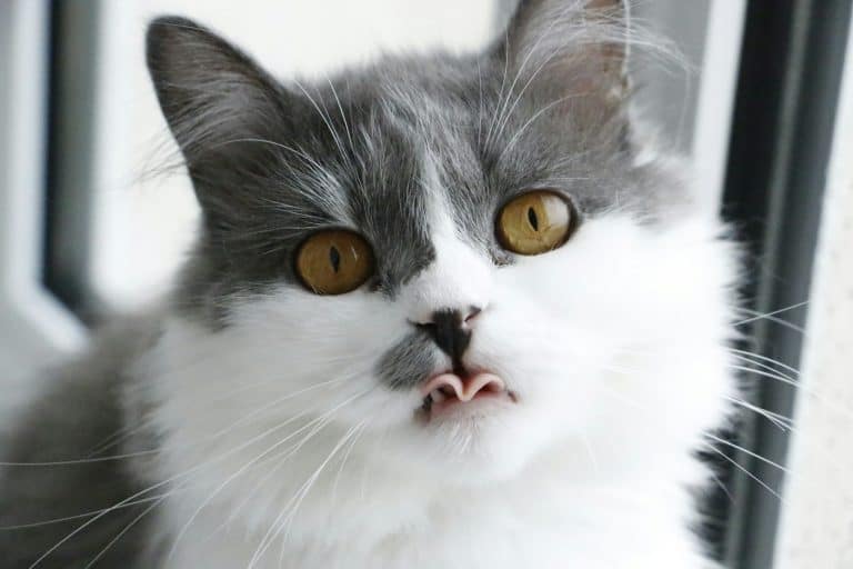 Gray and white cat showing its tongue