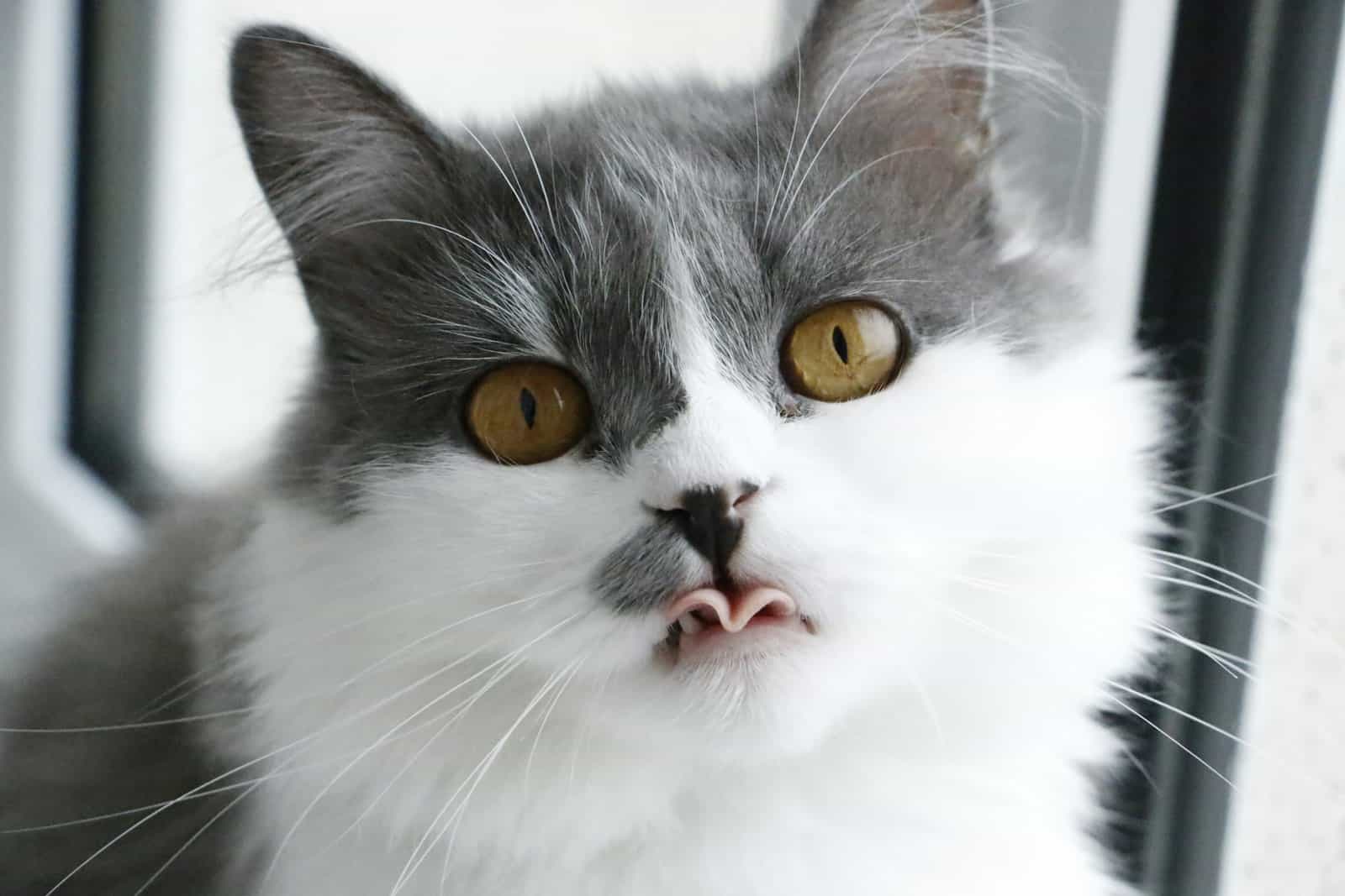 Gray and white cat showing its tongue