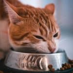 Cat eating wet cat food from a bowl