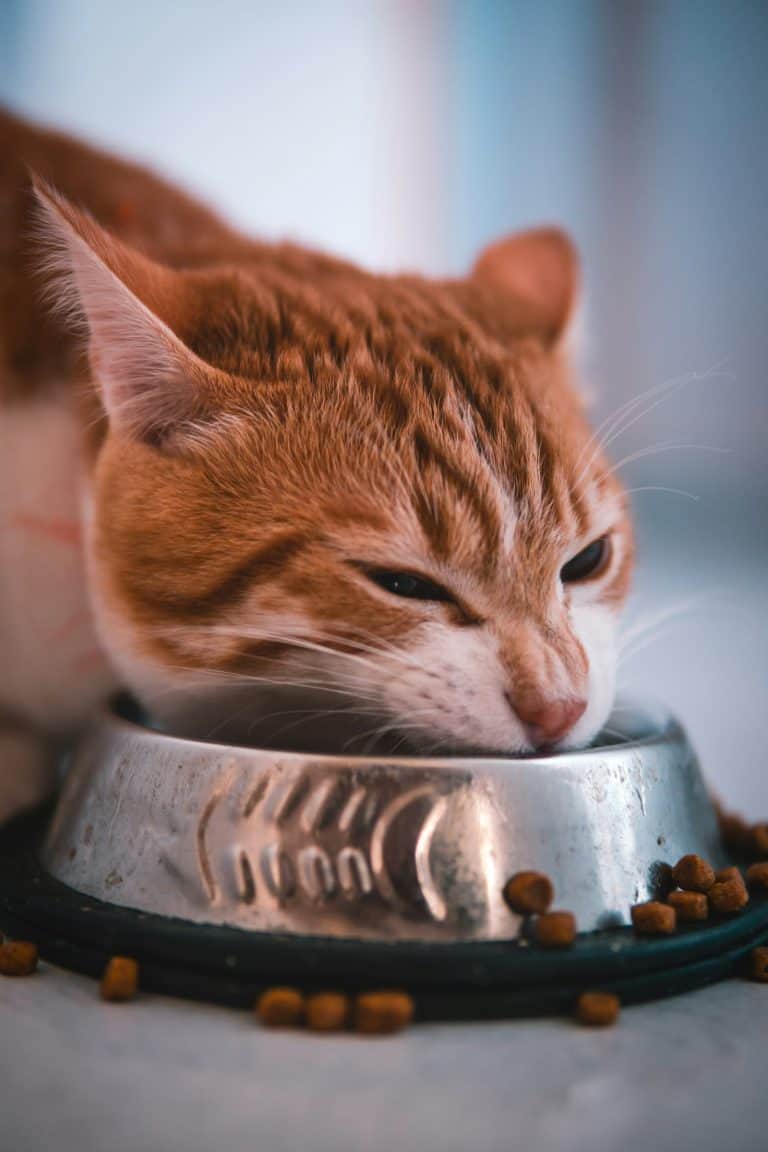 Cat eating wet cat food from a bowl