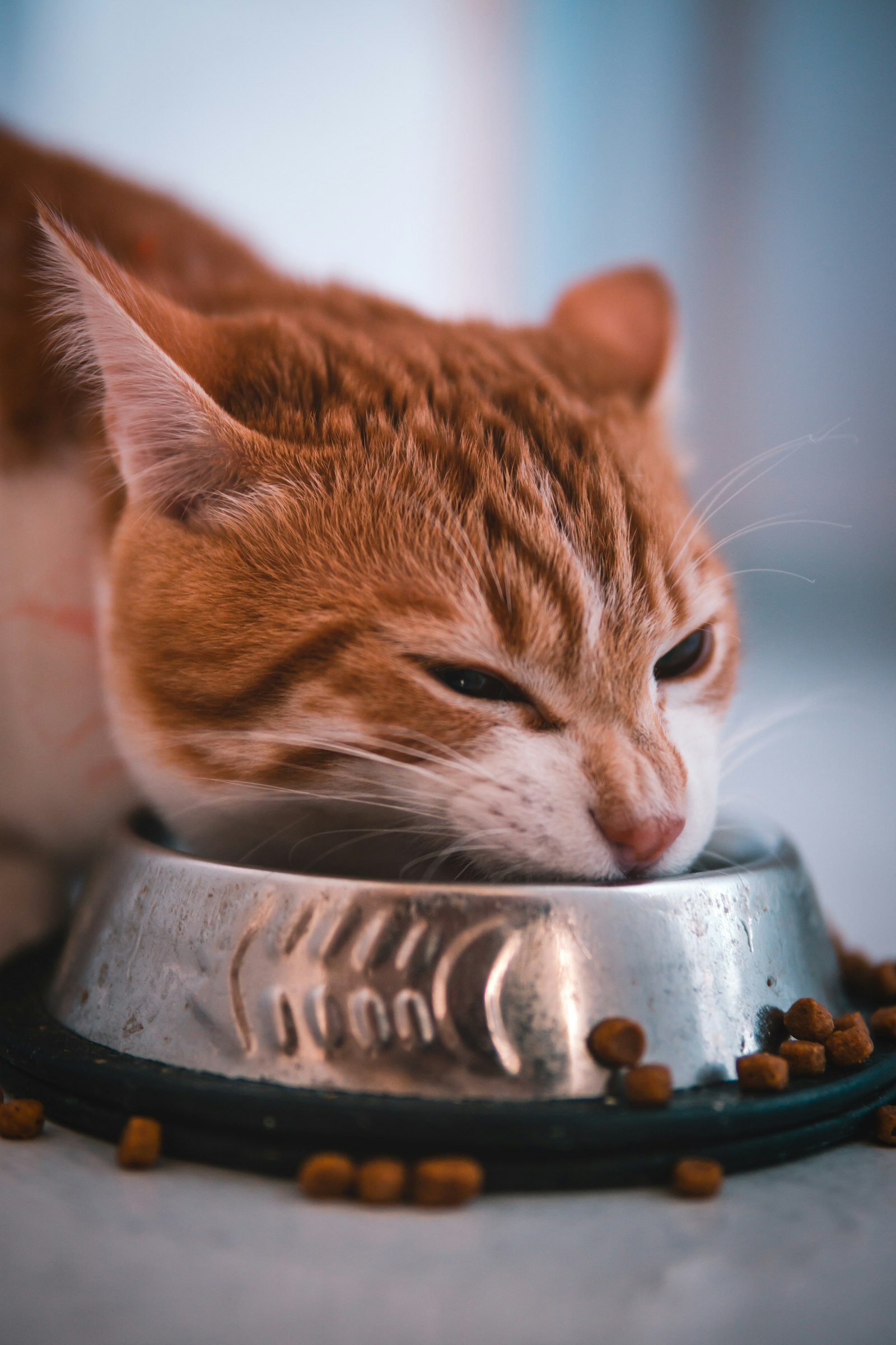 Cat eating wet cat food from a bowl