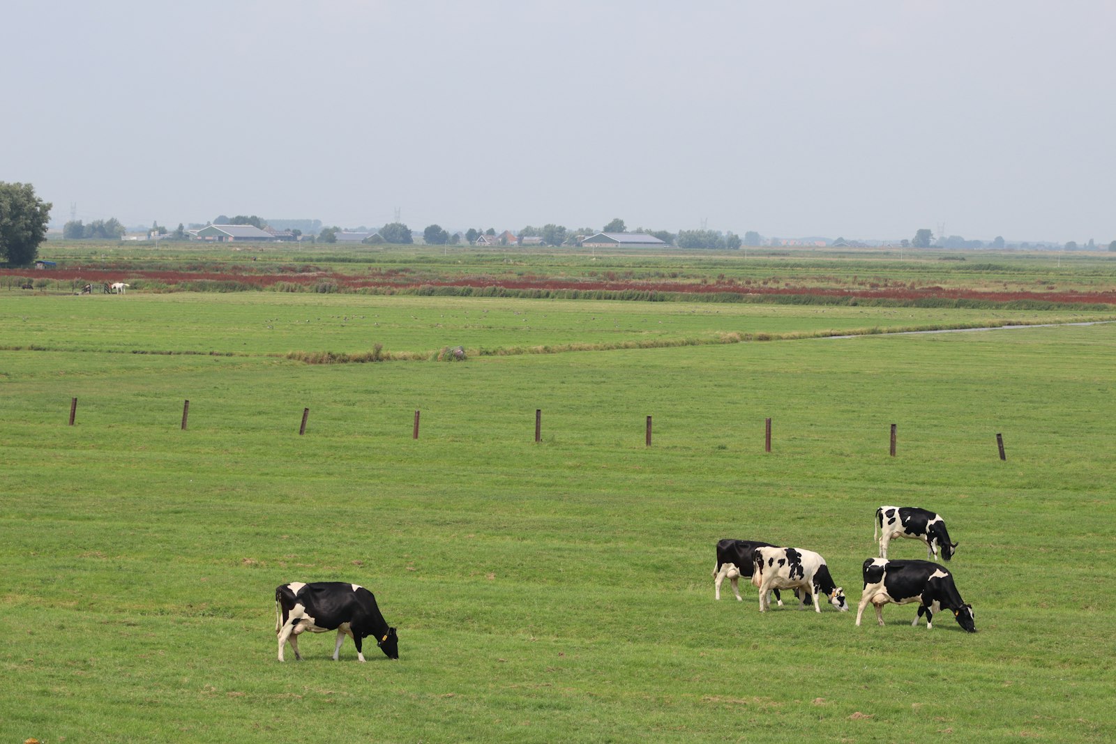 Beef cattle eating at a feed bunk