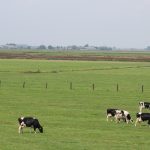 Pregnant Cow Feeding Chart Cows eating grass in a pasture