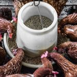 A flock of hens in a farmyard