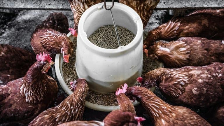Flock of backyard hens