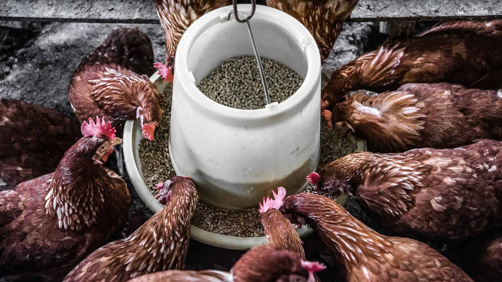 Flock of backyard hens