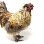 Little Peckers Chicken Feed Review Brown and yellow hen standing outdoors