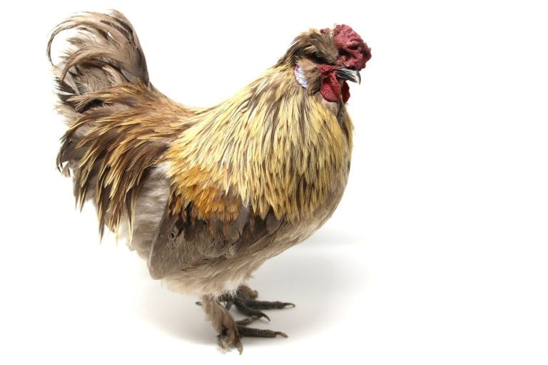 Brown and yellow hen standing outdoors