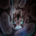 Striped snake resting on the ground