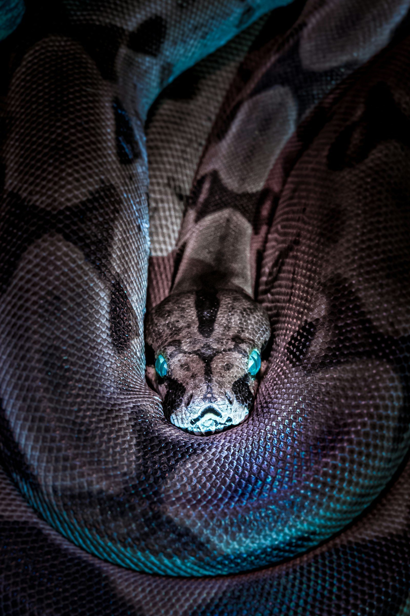 Striped snake resting on the ground