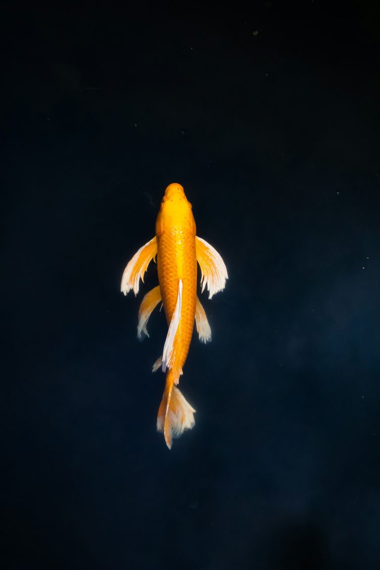 Yellow and white fish swimming in clear water