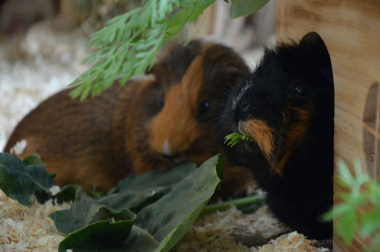 Guinea pig nibbling fresh green grass
