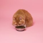 Purina Cat Chow Naturals Review Orange tabby cat eating dry food from a black bowl