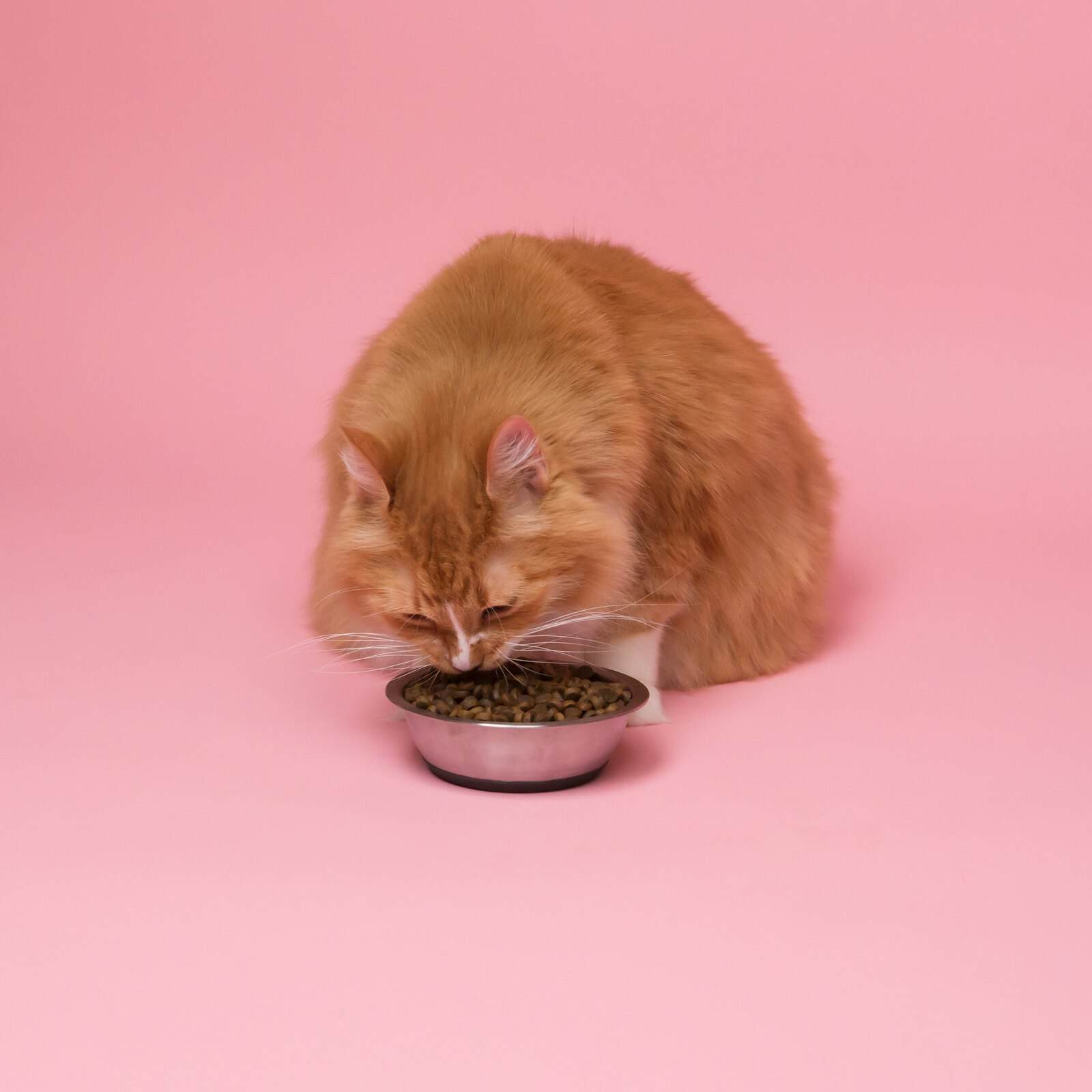 Orange tabby cat eating dry food from a black bowl