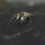 Brown and black spider on its web in close up