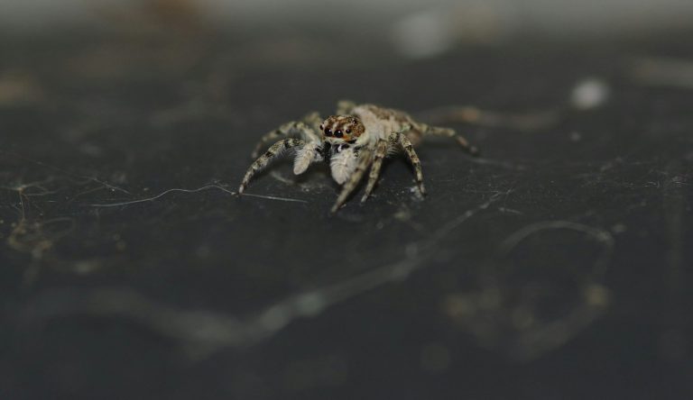 Brown and black spider on its web in close up