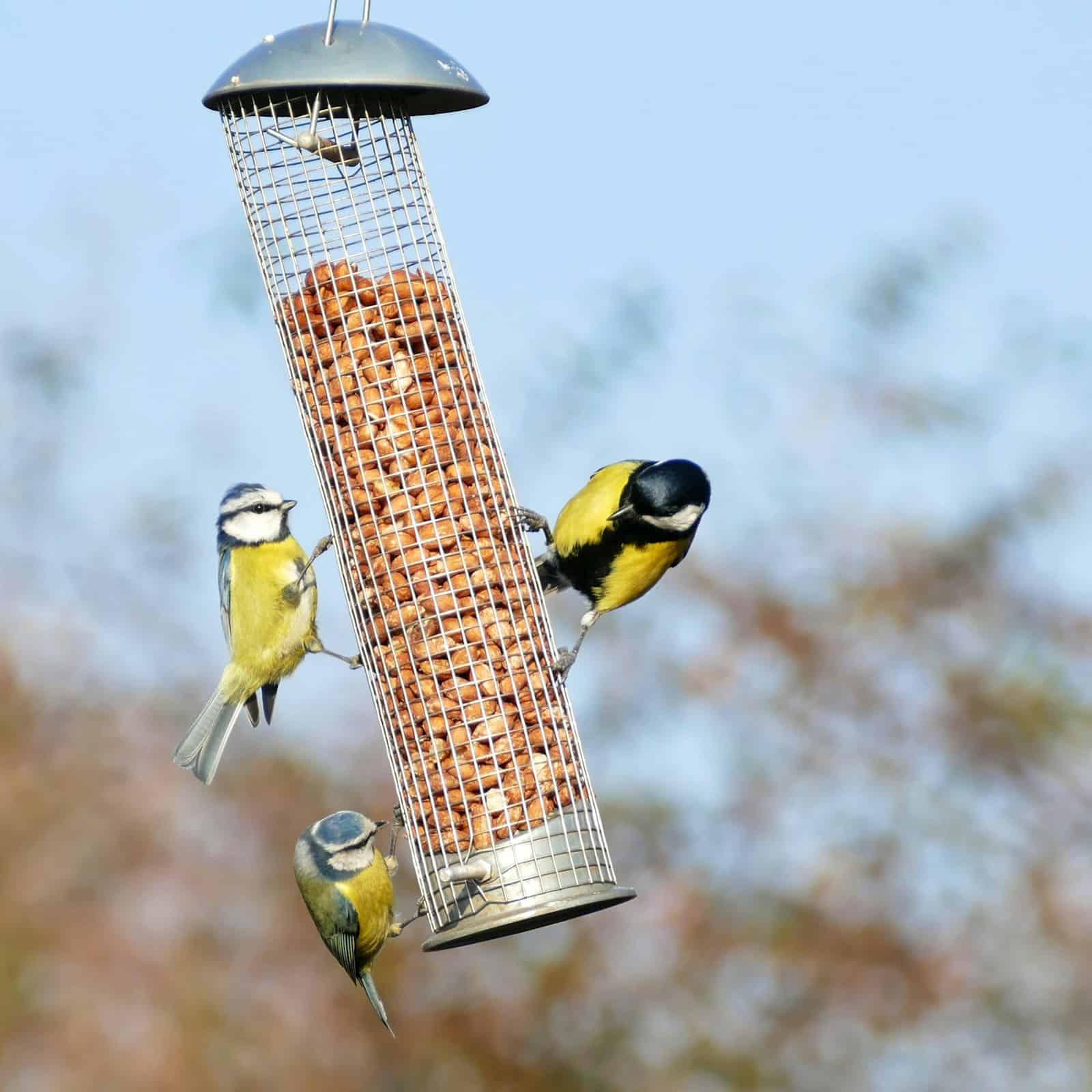 Yellow and black bird perched on a bird feeder