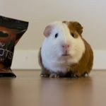 Brown and white guinea pig
