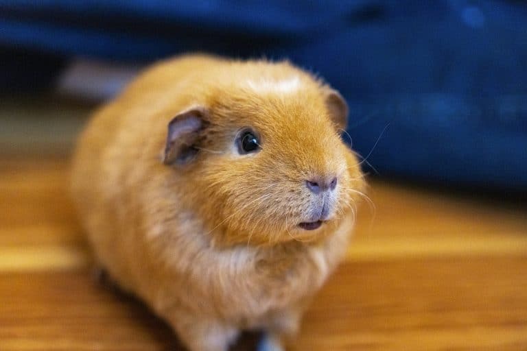 Brown guinea pig on a wooden table