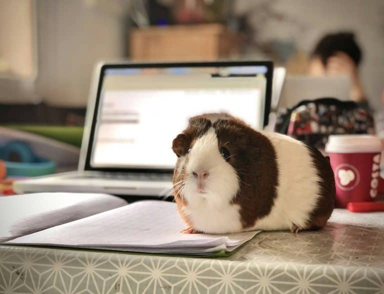 White and brown guinea pig sitting on white paper