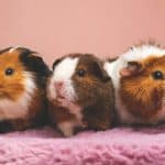 Brown and white guinea pig resting on a pink blanket