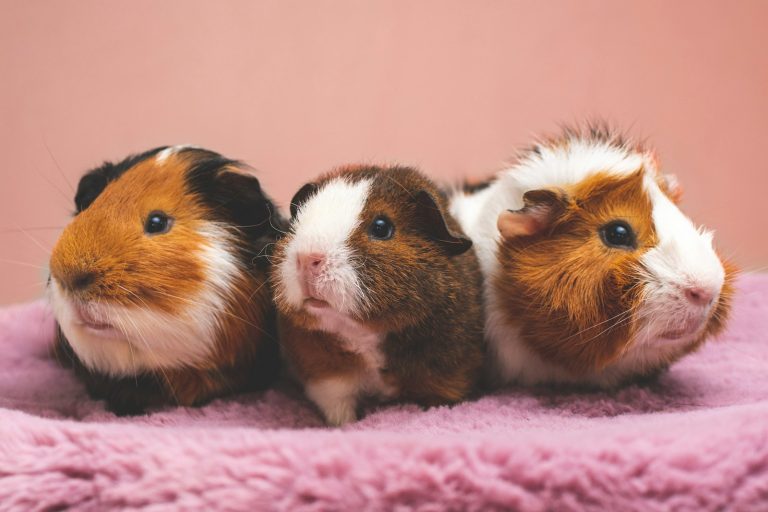 Brown and white guinea pig resting on a pink blanket