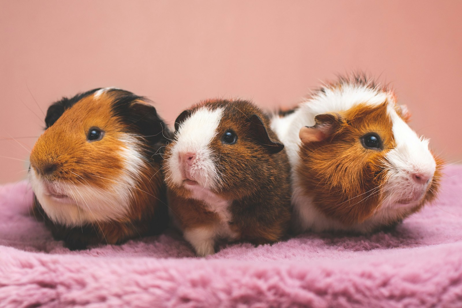 Brown and white guinea pig resting on a pink blanket