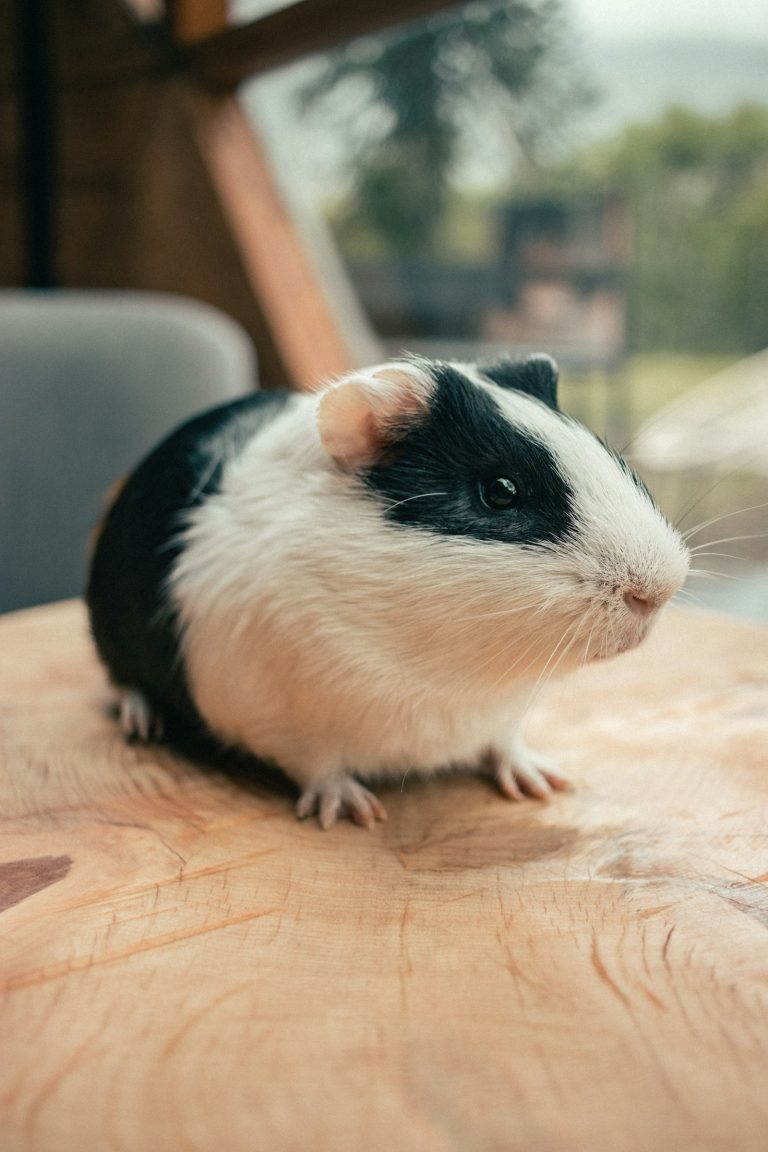 White and black guinea pig sitting on a wooden table