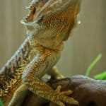 Hikari Bearded Dragon Diet: Dragon Delite and DragonGel Bearded dragon resting on a tree branch