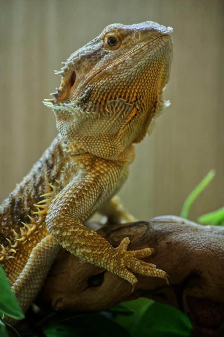 Bearded dragon resting on a tree branch