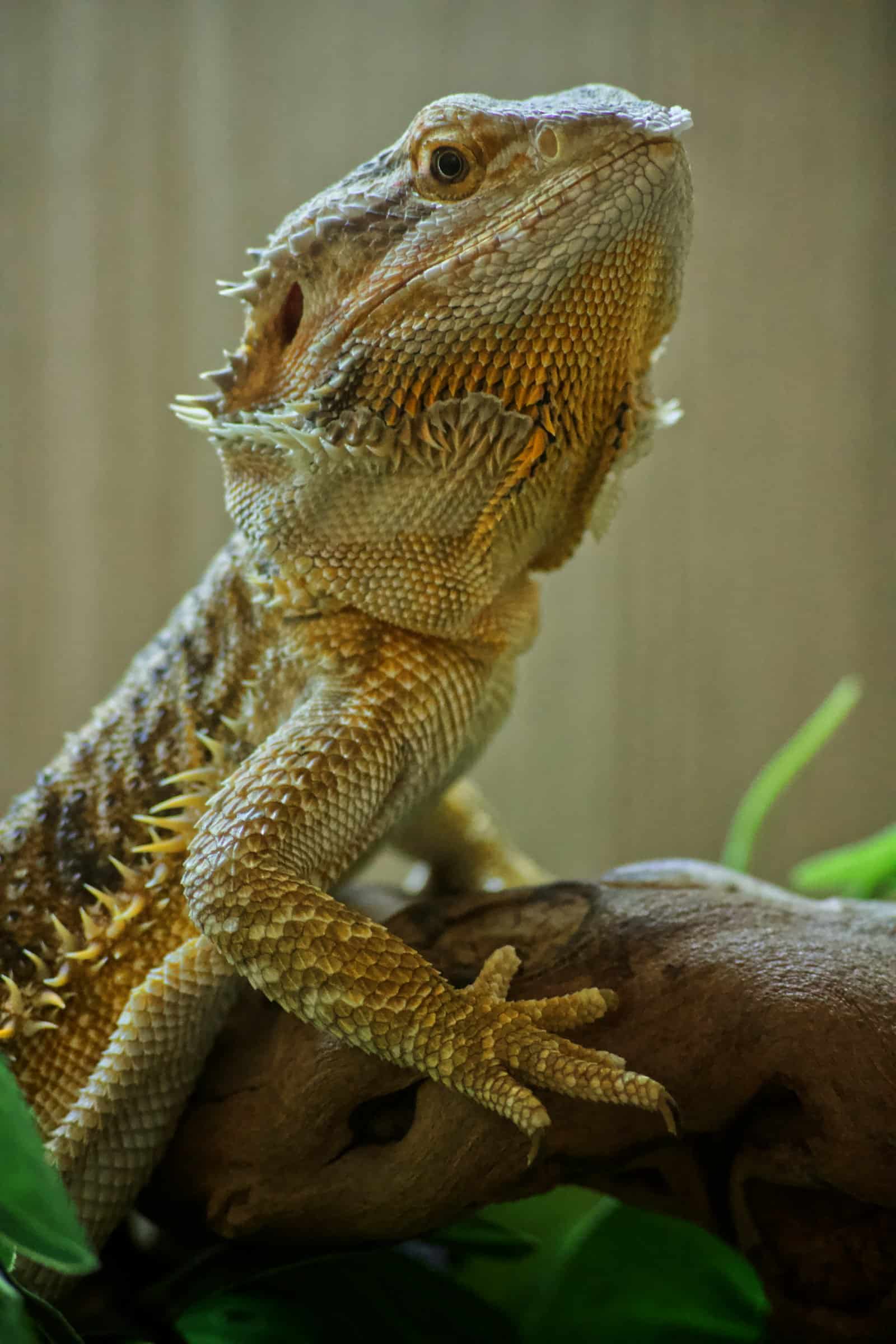 Bearded dragon resting on a tree branch