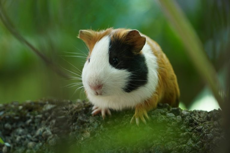White and brown guinea pig on a wooden surface