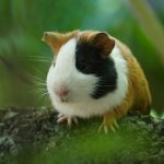 Hay for Guinea Pigs: Best Types, How Much, and Why It Matters White and brown guinea pig on a wooden surface