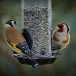 Chewy Wild Bird Seed Yellow and black bird eating at a bird feeder