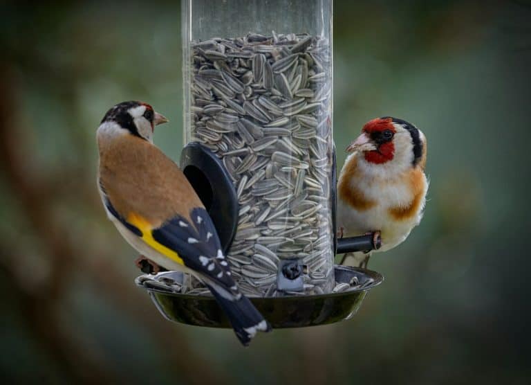 Yellow and black bird eating at a bird feeder