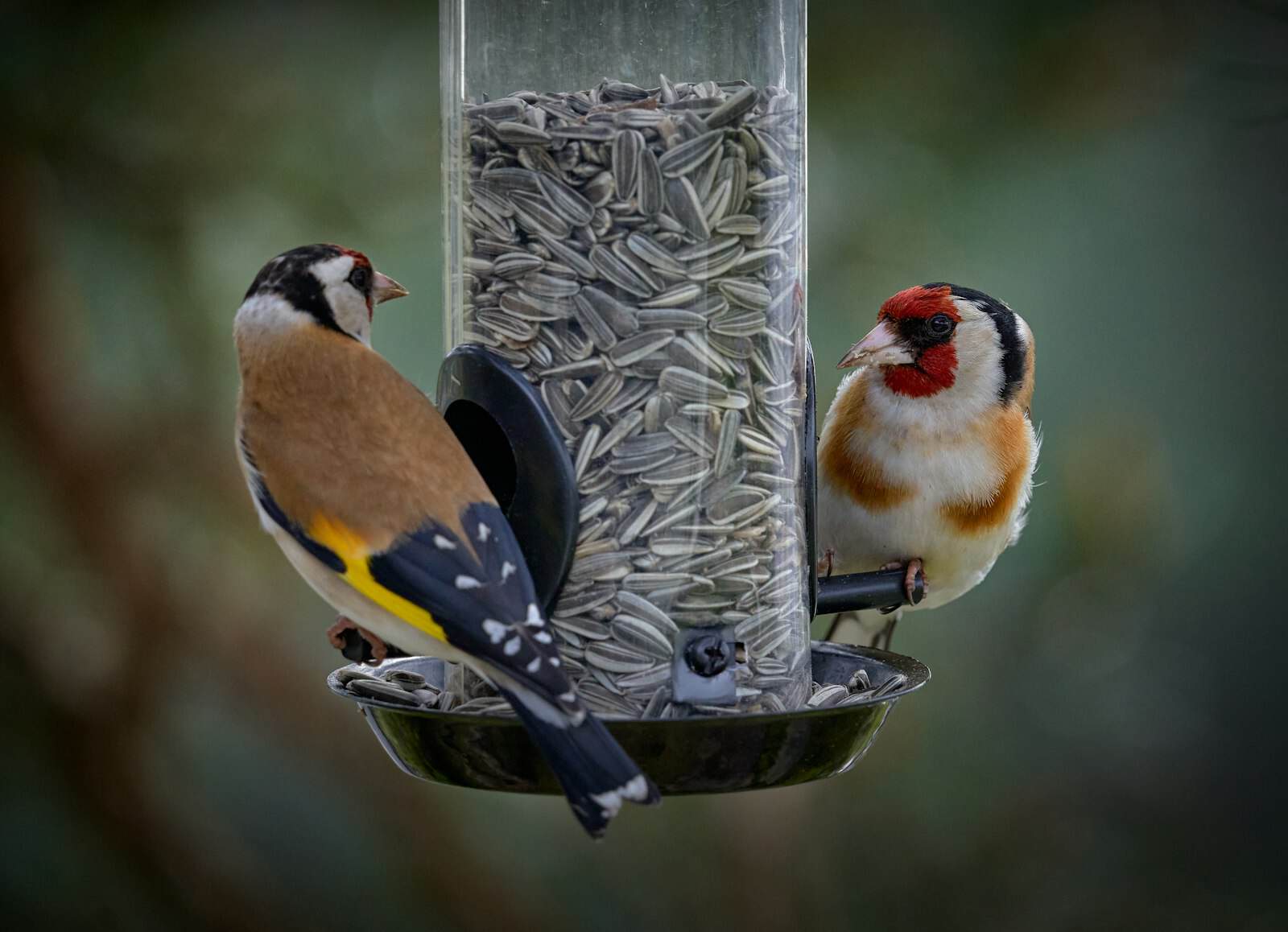 Yellow and black bird eating at a bird feeder