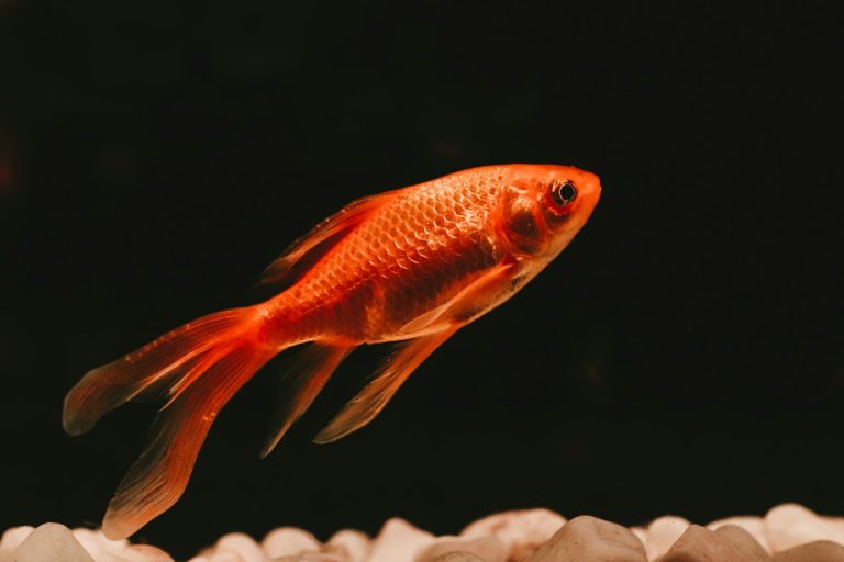 Orange and white koi fish swimming in a pond