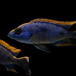 Blue and yellow cichlid-type fish swimming in clear water