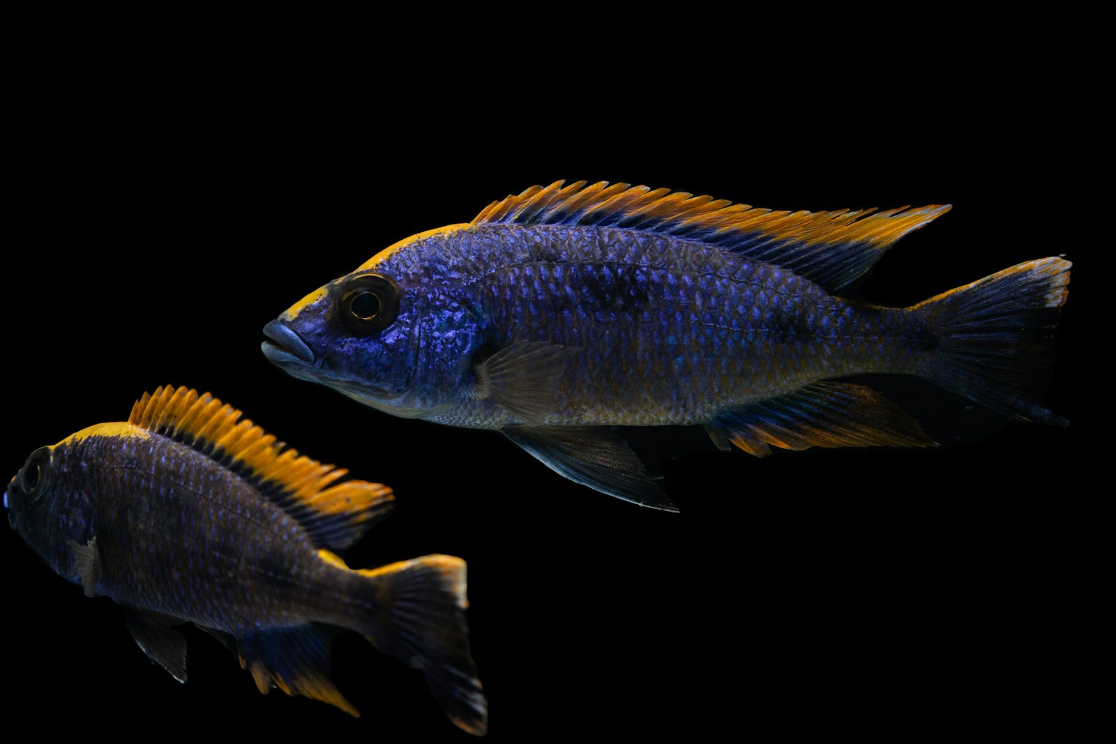 Blue and yellow cichlid-type fish swimming in clear water