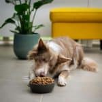 Brown and white dog eating food from a bowl