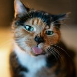 Ciao Inaba Cat Food Review: Churu, Fillets, and More Close-up of a cat with its tongue out