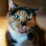 Ciao Churu: Is It Good for Your Cat? Close-up of a cat with its tongue out
