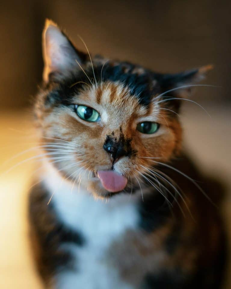 Close-up of a cat with its tongue out