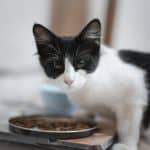 Black and white cat eating wet food out of a bowl