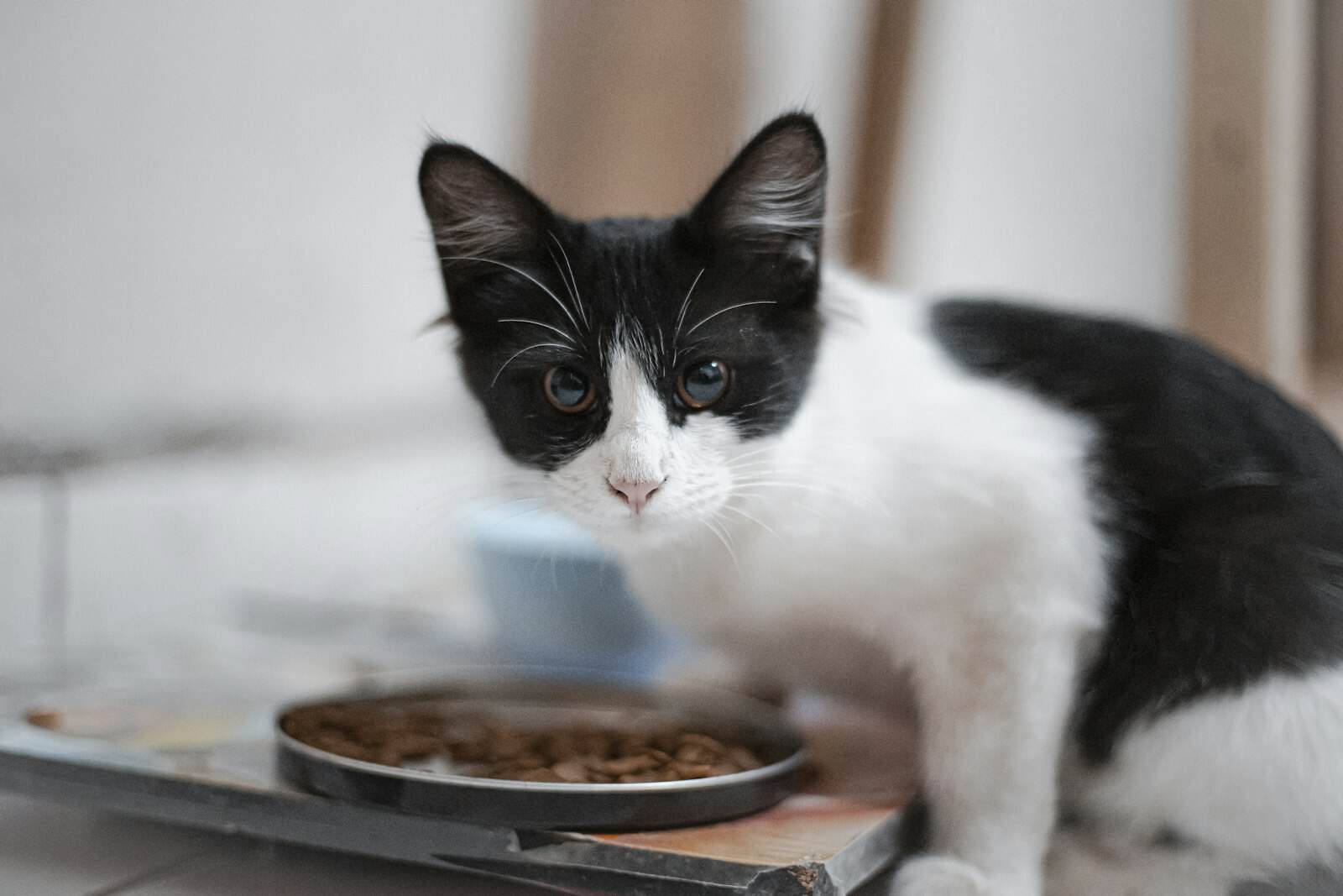 Black and white cat eating wet food out of a bowl