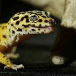 Yellow and black leopard gecko resting on a dark surface