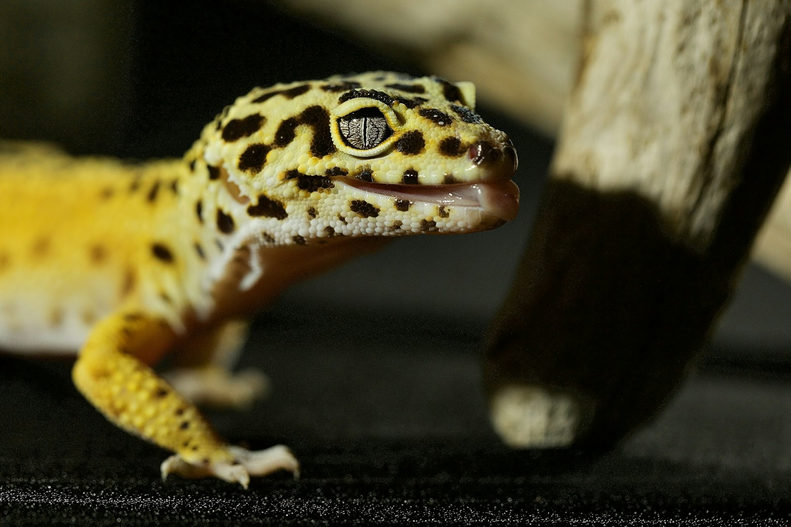 Yellow and black leopard gecko resting on a dark surface