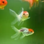 A group of goldfish swimming in an aquarium