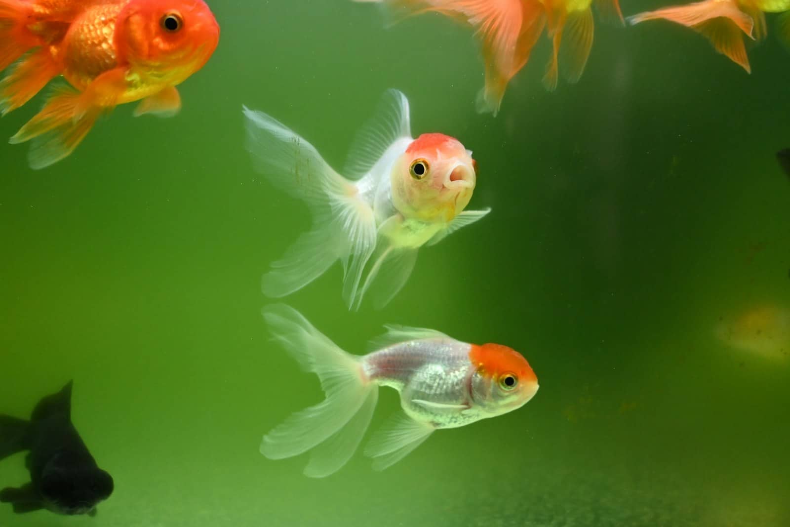 A group of goldfish swimming in an aquarium