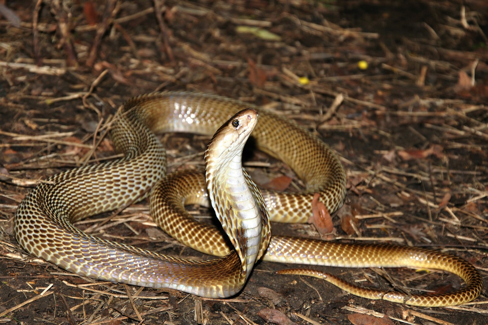 Small snake resting on the ground